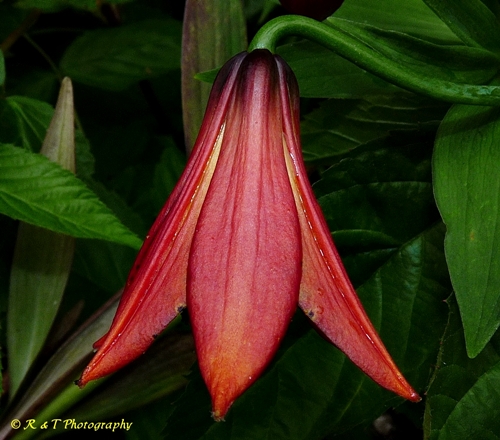 {Lilium grayi}